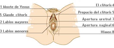 Partes del órgano sexual femenino